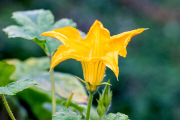 Obraz premium Flowering pumpkin. Yellow pumpkin flower in garden on blurred background