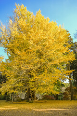 西連寺の大銀杏　大イチョウ
