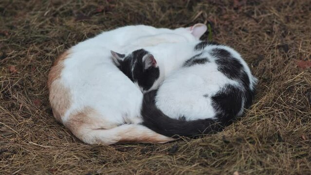 Two stray cats sleeping in the hay.
