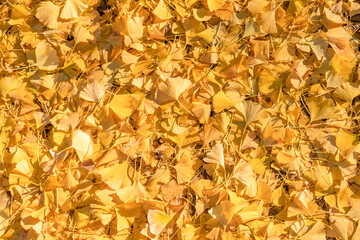 地面いっぱいの銀杏の落ち葉　紅葉
