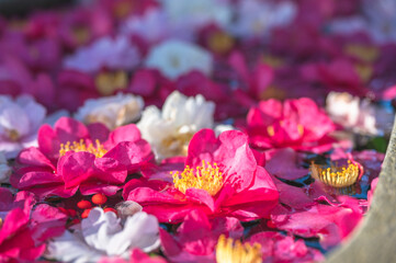 椿の花手水　山茶花
