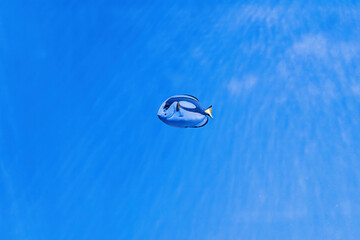macro photography underwater paracanthurus hepatus