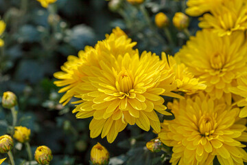 beautiful bushes of yellow chrysanthemum flowers