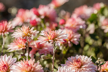 Fototapeta premium beautiful chrysanthemum flower bushes pink colors