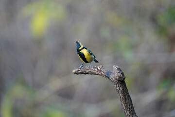 Fototapeta premium Black-lored tit with black and yellow colors