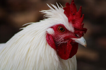 portrait of a rooster