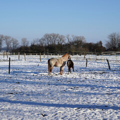 A view of grazing horses in an outdoor paddock.