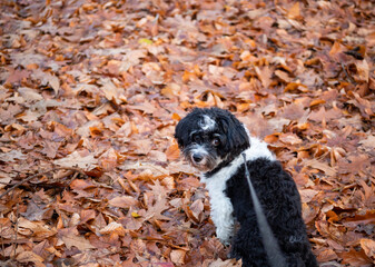 Fototapeta premium Autumn day in full swing