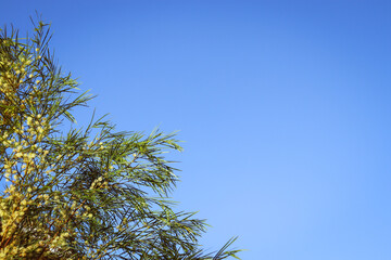flowering australian wattle acacia against blue sky
