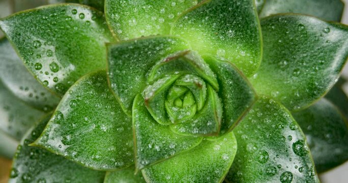 Succulent Echeveria, Top View Close up Shot, Slowly Spinning with Water Drops on Houseplant, Fibonacci Golden Ratio Concept
