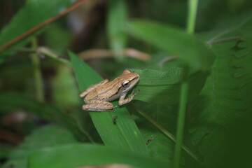 frog in the grass