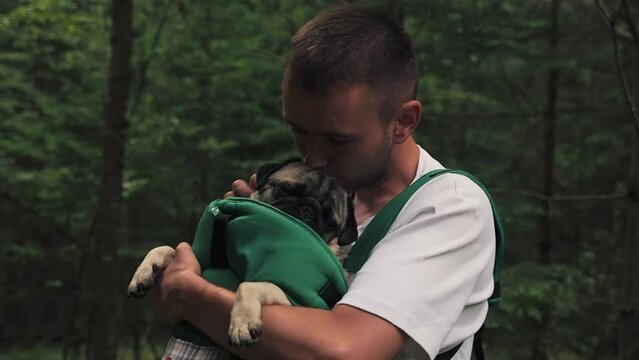 Cute dog pug sitting in the ergo device babycarrier or sling kangaroo carrier. Pet dog like a baby. Happy parenting and concept Childfree