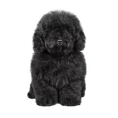 Black cute maltipu puppy