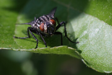 Housefly on the green leaf macro photography 
