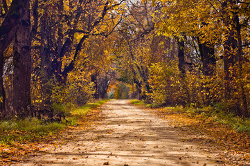 rural road in autumn,autumn landscape in the photo, an alley of trees with crumbling leaves
