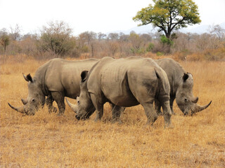 Fototapeta premium Rinoceronte blanco.