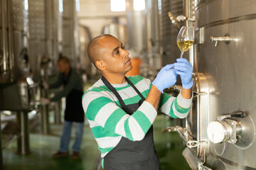 Confident Hispanic vintner in black apron examining wine in glass in workshop of winery ..