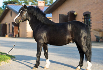 exterior of  wonderful black welsh pony