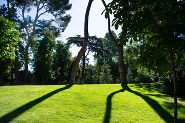 Wide meadow with trees in the background where you can only see the shadows of the trees.