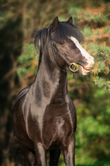 Fototapeta na wymiar portrait of wonderful black welsh pony against pine trees