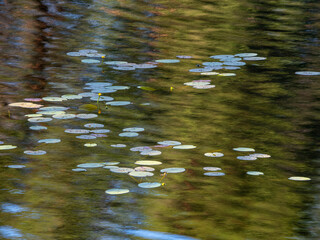 Nature background. Water lilies and Lily pads in river.