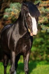 portrait of  wonderful black welsh pony against pine trees
