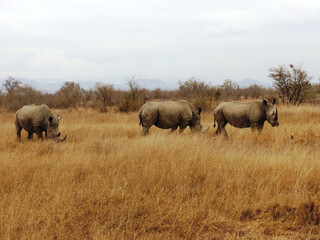 Fototapeta na wymiar Rinoceronte blanco.