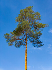 Lonely tall pine. Blue sky. Bottom view. Beautiful nature.