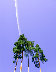 Lonely tall pine. Blue sky. Bottom view. Beautiful nature. .Long white contrail.