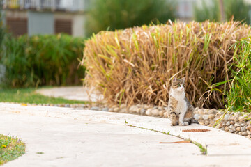Street cat in the park eats food left by animal lovers and is satisfied
