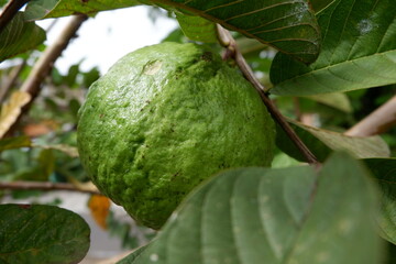 big crystal guava with leaves