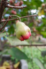 Young Water apple or water guava 