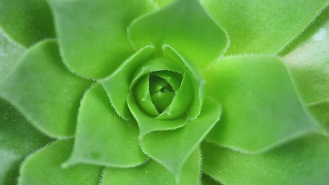Sempervivum Succulent Rotating Video. Houseleeks Background. Top View Close up Shot of Houseplant. Fibonacci Golden Ratio Concept