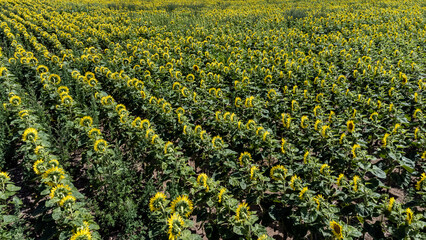 Field of sunflowers - drone perspective - sunset - high quality - Poland - Europe