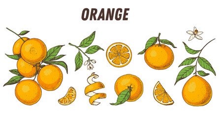 Orange fruit hand drawn design. Vector illustration. Design, package, brochure illustration. Orange fruit illustration. Design elements for packaging design and other.