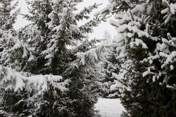 Snow covered spruce trees in winter park or forest. Close up of a Christmas tree branch