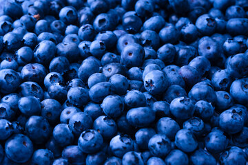 Fresh blueberry background. Texture blueberry berries close up.