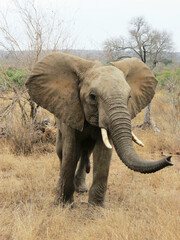 Elefante africano.