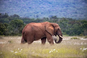 Zelfklevend Fotobehang African elephant © W