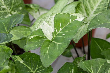 Obraz premium Syngonium “Panda” leaves. Close up on the leaves of this tropical plant. It has beautiful speckled foliage on each leaf. It is a popular houseplant.
