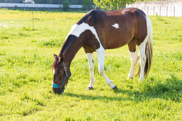 Obraz premium Brown and white horse in green pasture