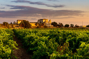 Marsala, Sicily, Italy - July 10, 2020: Vineyards and farmhouse in background in Marsala in Sicily, Italy - obrazy, fototapety, plakaty