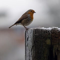 Robin perched on a fence post with winter frost. England UK