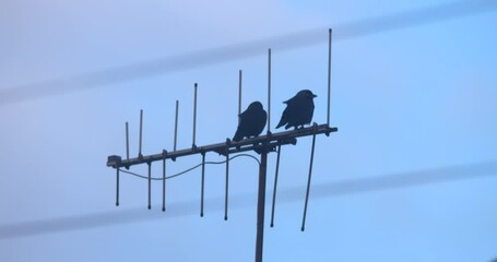 Two crow birds perched on television rooftop aerial - Powered by Adobe