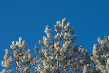 Pine in hoarfrost against the blue sky. Close-up. Christmas.