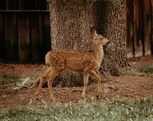 Baby deer