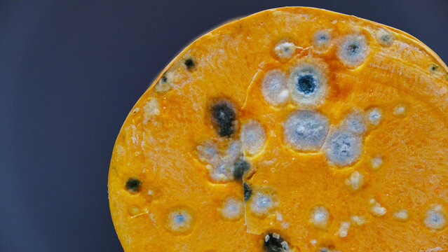 Calabaza pera podrida con moho. Macro