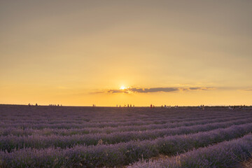 Spectacular sunset in Brihuega amidst lavender fields in July, Spain