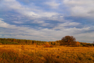 Obraz premium Tranquility in the morning autumn orange field with a forest on the horizon