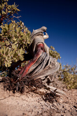 Gnarled Manzanita with blue sky behind